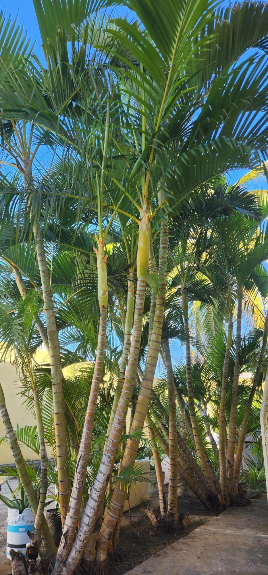 Bed & Breakfast 1606 Mazatlan