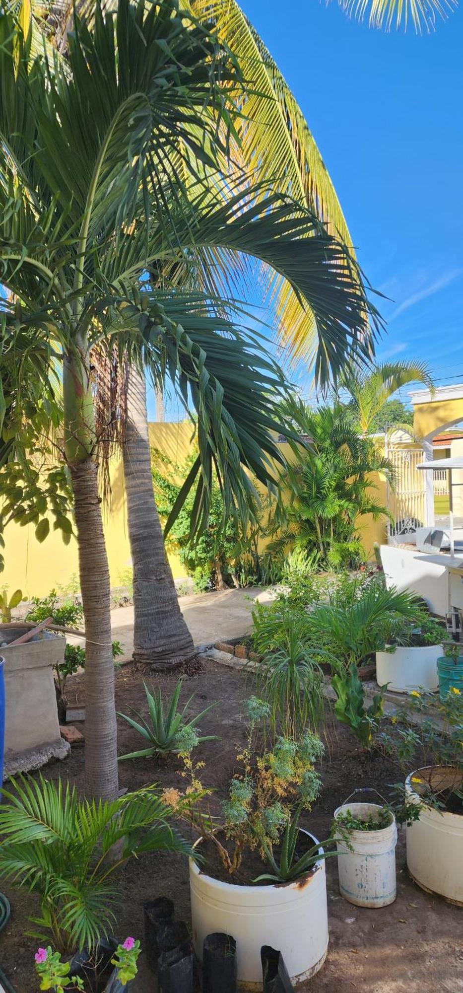 1606 Bed & Breakfast Mazatlan
