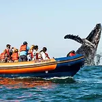 Ocean Front- Marina View- Tiara Sands Resort, Sleeps 4