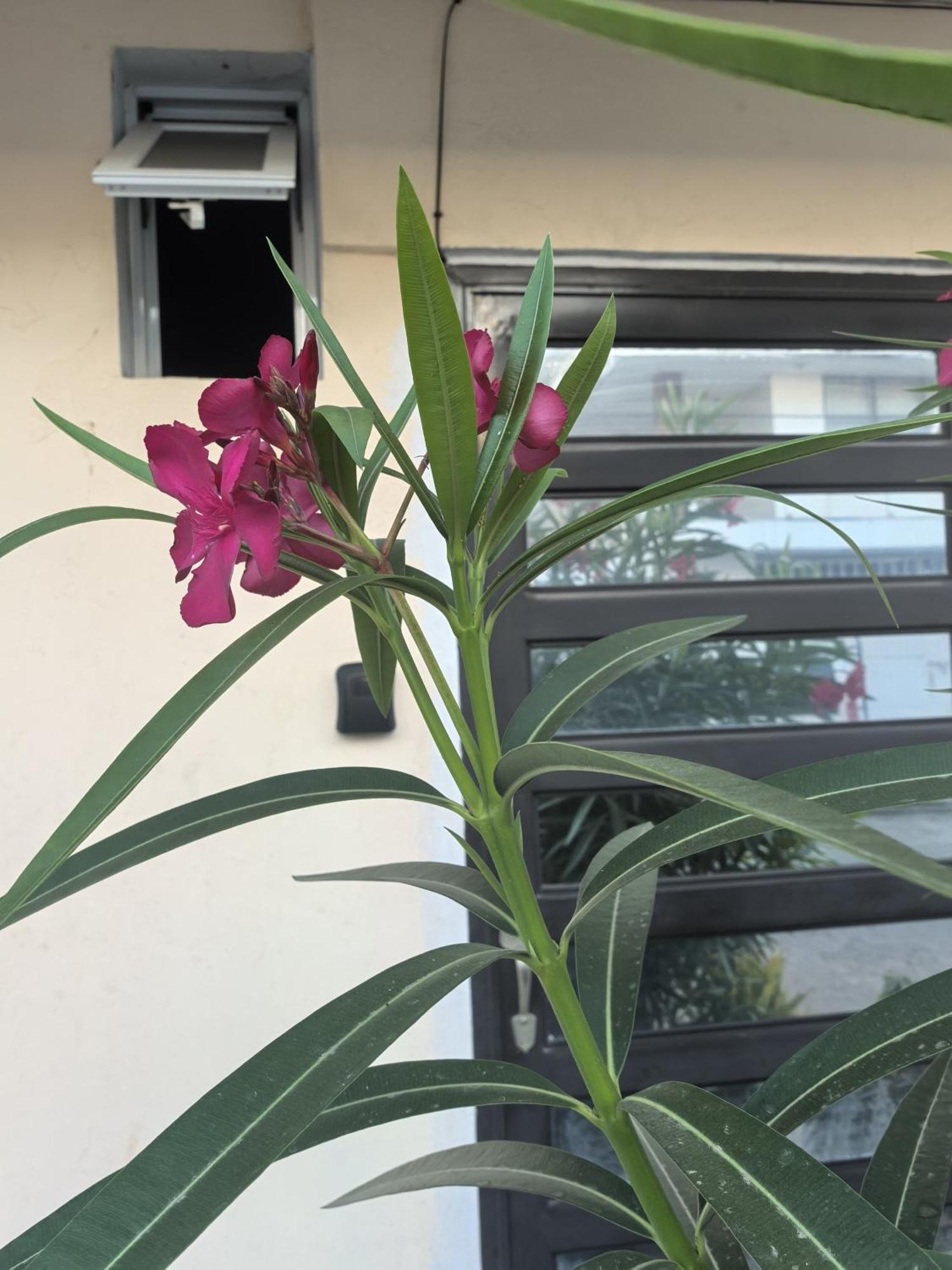 Apartamento Principal En *