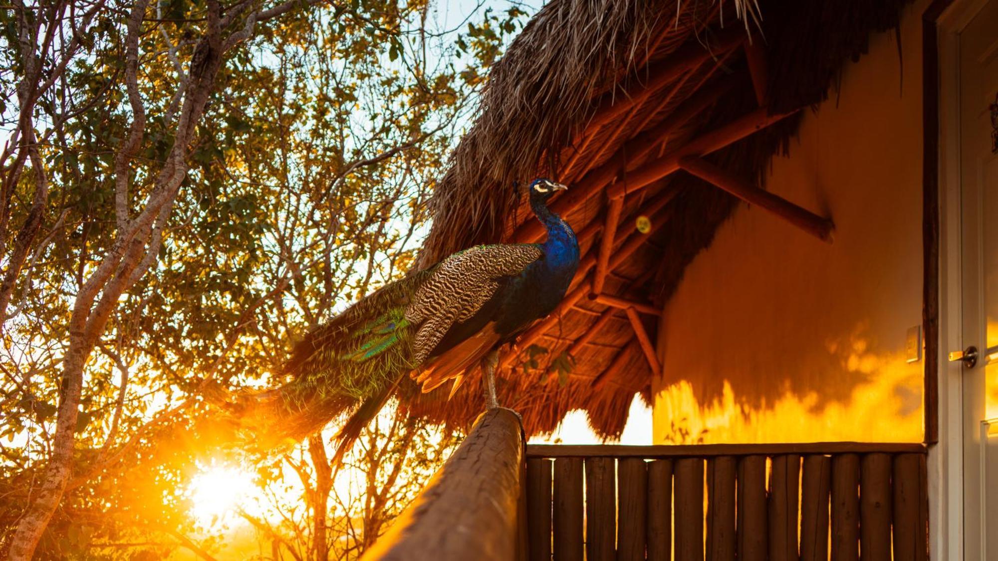 Palm Valley Camping *