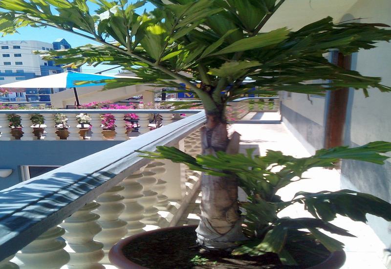 Hotel Hotel Mazatlan 2*